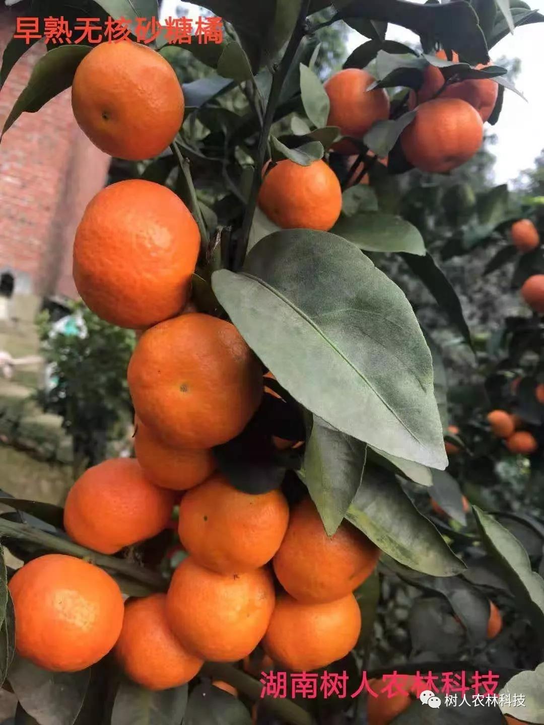 湖南樹人農(nóng)林科技有限公司,湖南柑橘品種銷售,中國果樹網(wǎng),常綠果樹類哪里好