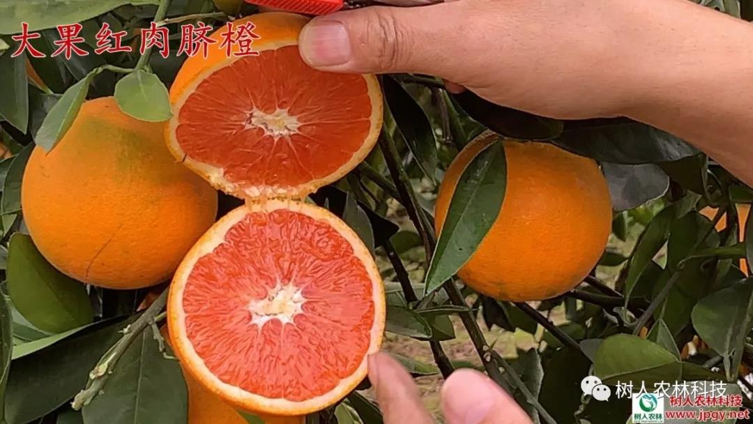 湖南樹人農(nóng)林科技有限公司,湖南柑橘品種銷售,中國果樹網(wǎng),常綠果樹類哪里好