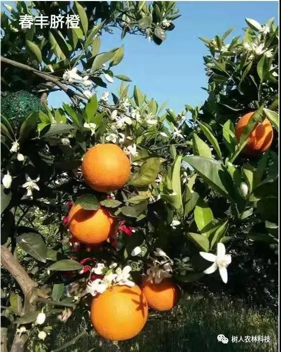 湖南樹人農(nóng)林科技有限公司,湖南柑橘品種銷售,中國果樹網(wǎng),常綠果樹類哪里好