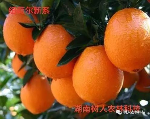 湖南樹人農(nóng)林科技有限公司,湖南柑橘品種銷售,中國果樹網(wǎng),常綠果樹類哪里好