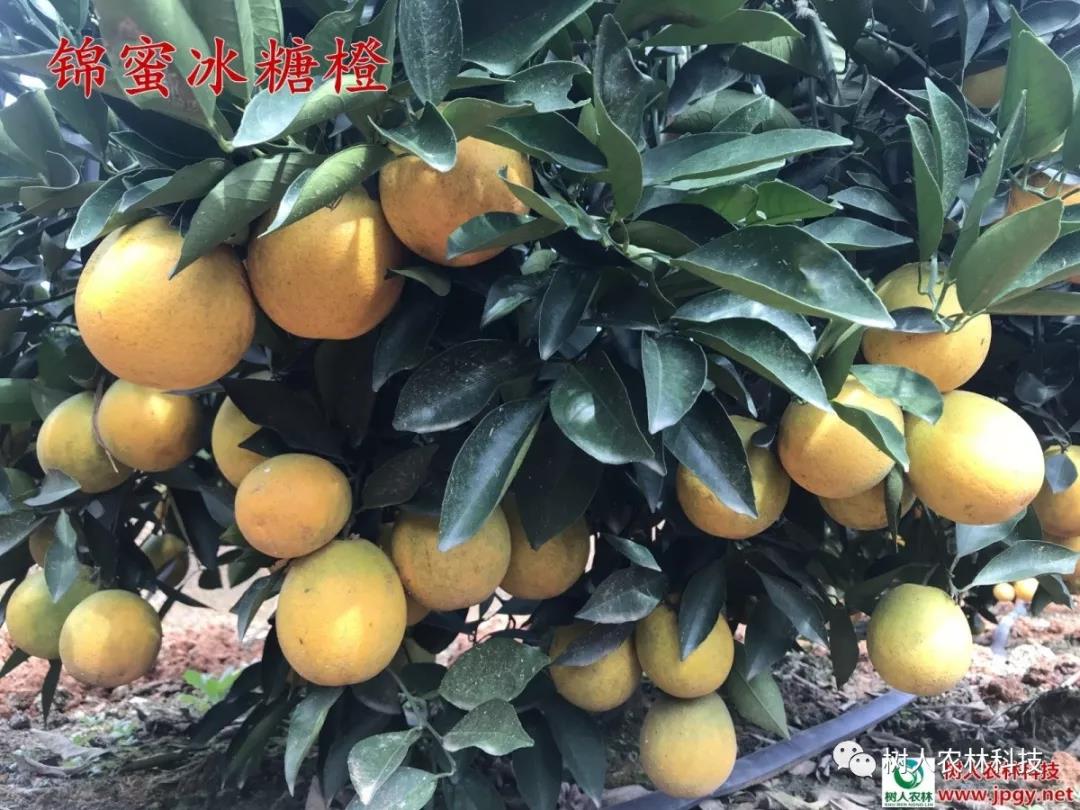 湖南樹人農(nóng)林科技有限公司,湖南柑橘品種銷售,中國果樹網(wǎng),常綠果樹類哪里好