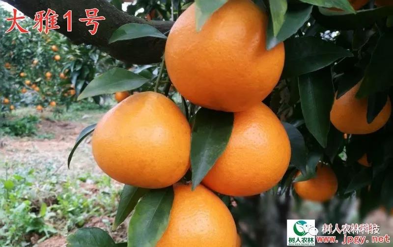 湖南樹人農(nóng)林科技有限公司,湖南柑橘品種銷售,中國果樹網(wǎng),常綠果樹類哪里好