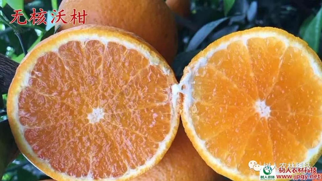 湖南樹人農(nóng)林科技有限公司,湖南柑橘品種銷售,中國果樹網(wǎng),常綠果樹類哪里好