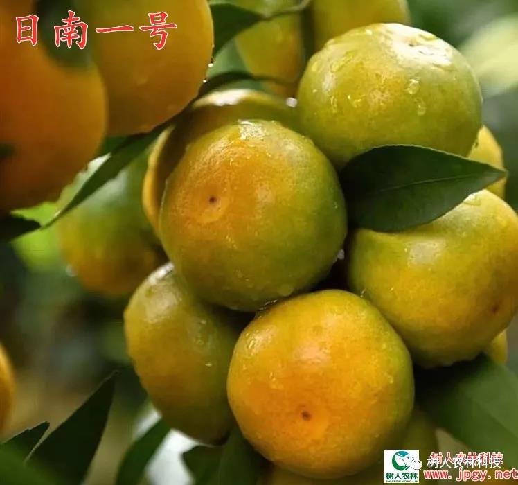 湖南樹人農(nóng)林科技有限公司,湖南柑橘品種銷售,中國果樹網(wǎng),常綠果樹類哪里好