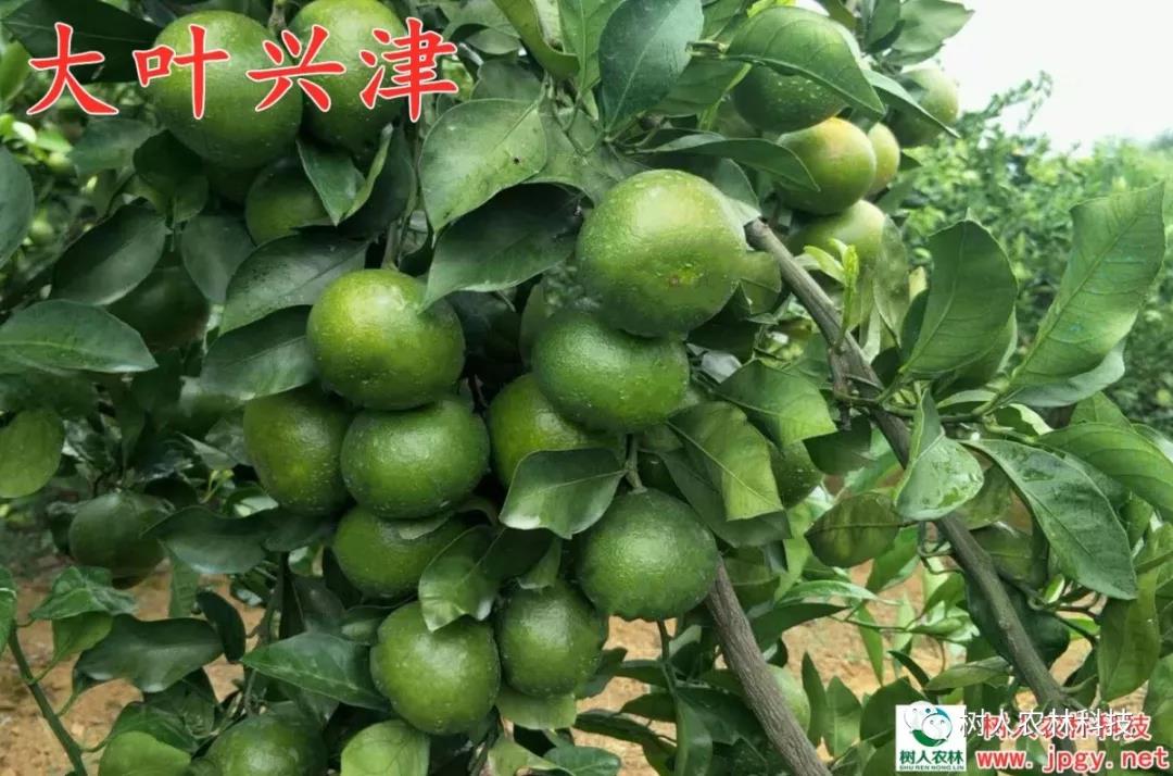 湖南樹人農(nóng)林科技有限公司,湖南柑橘品種銷售,中國果樹網(wǎng),常綠果樹類哪里好