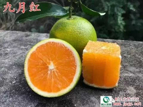 湖南樹人農(nóng)林科技有限公司,湖南柑橘品種銷售,中國果樹網(wǎng),常綠果樹類哪里好