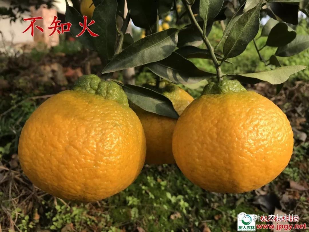 湖南樹人農(nóng)林科技有限公司,湖南柑橘品種銷售,中國果樹網(wǎng),常綠果樹類哪里好