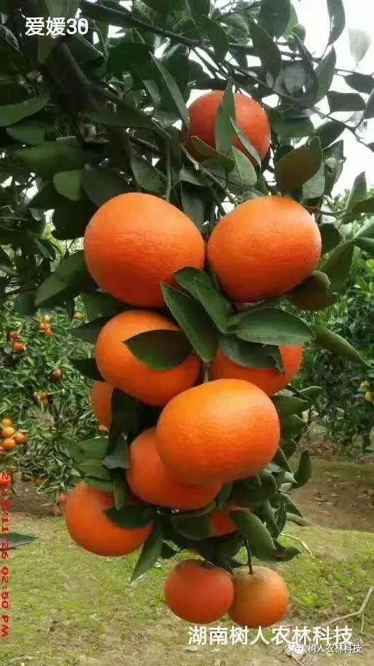 湖南樹人農(nóng)林科技有限公司,湖南柑橘品種銷售,中國果樹網(wǎng),常綠果樹類哪里好
