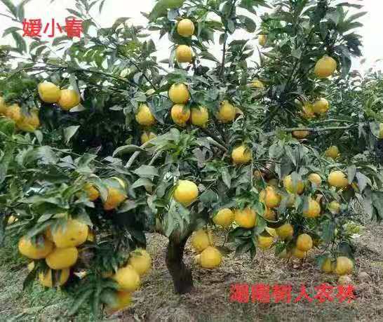 湖南樹人農(nóng)林科技有限公司,湖南柑橘品種銷售,中國果樹網(wǎng),常綠果樹類哪里好