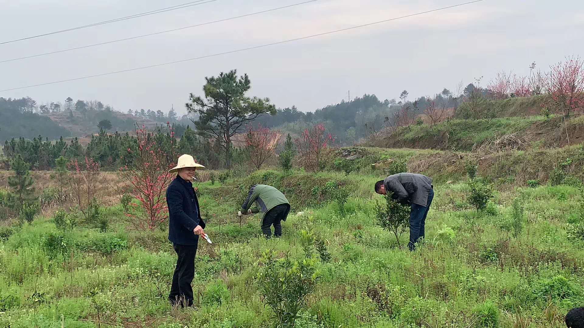 湖南樹(shù)人農(nóng)林科技有限公司,湖南柑橘品種銷售,中國(guó)果樹(shù)網(wǎng),常綠果樹(shù)類哪里好