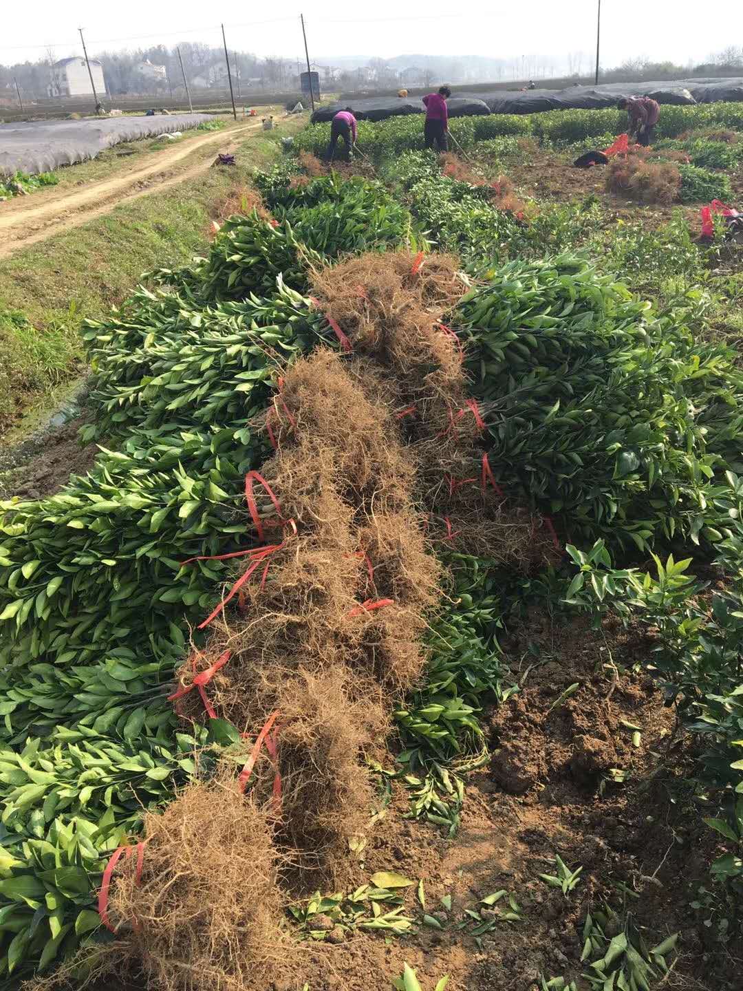 湖南樹(shù)人農(nóng)林科技有限公司,湖南柑橘品種銷售,中國(guó)果樹(shù)網(wǎng),常綠果樹(shù)類哪里好