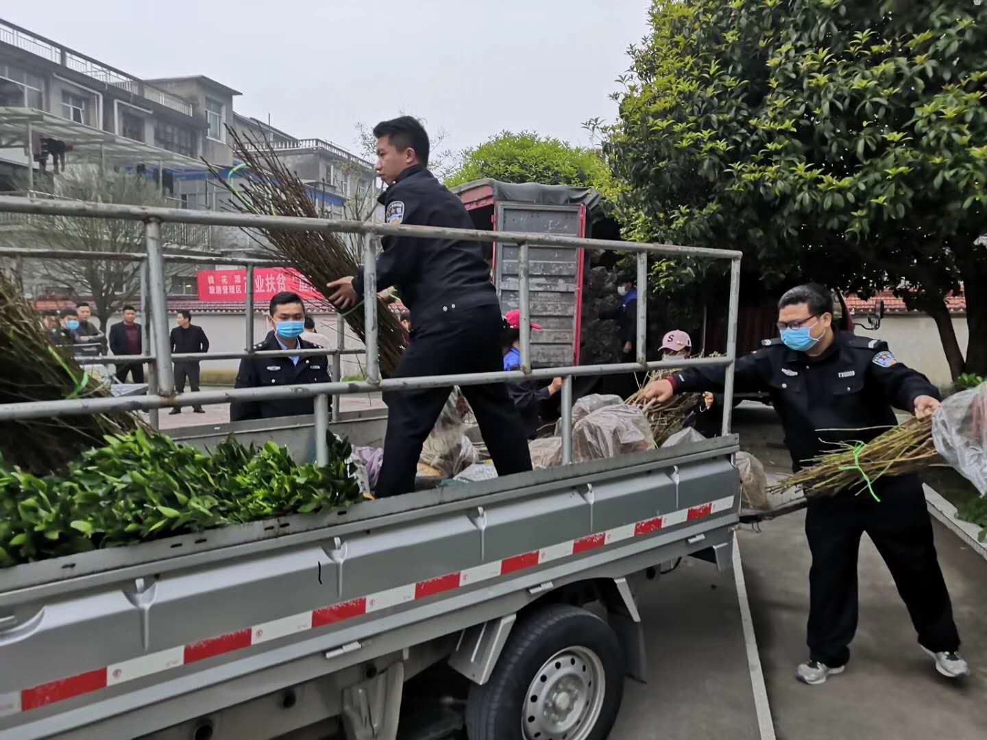 湖南樹人農(nóng)林科技有限公司,湖南柑橘品種銷售,中國果樹網(wǎng),常綠果樹類哪里好