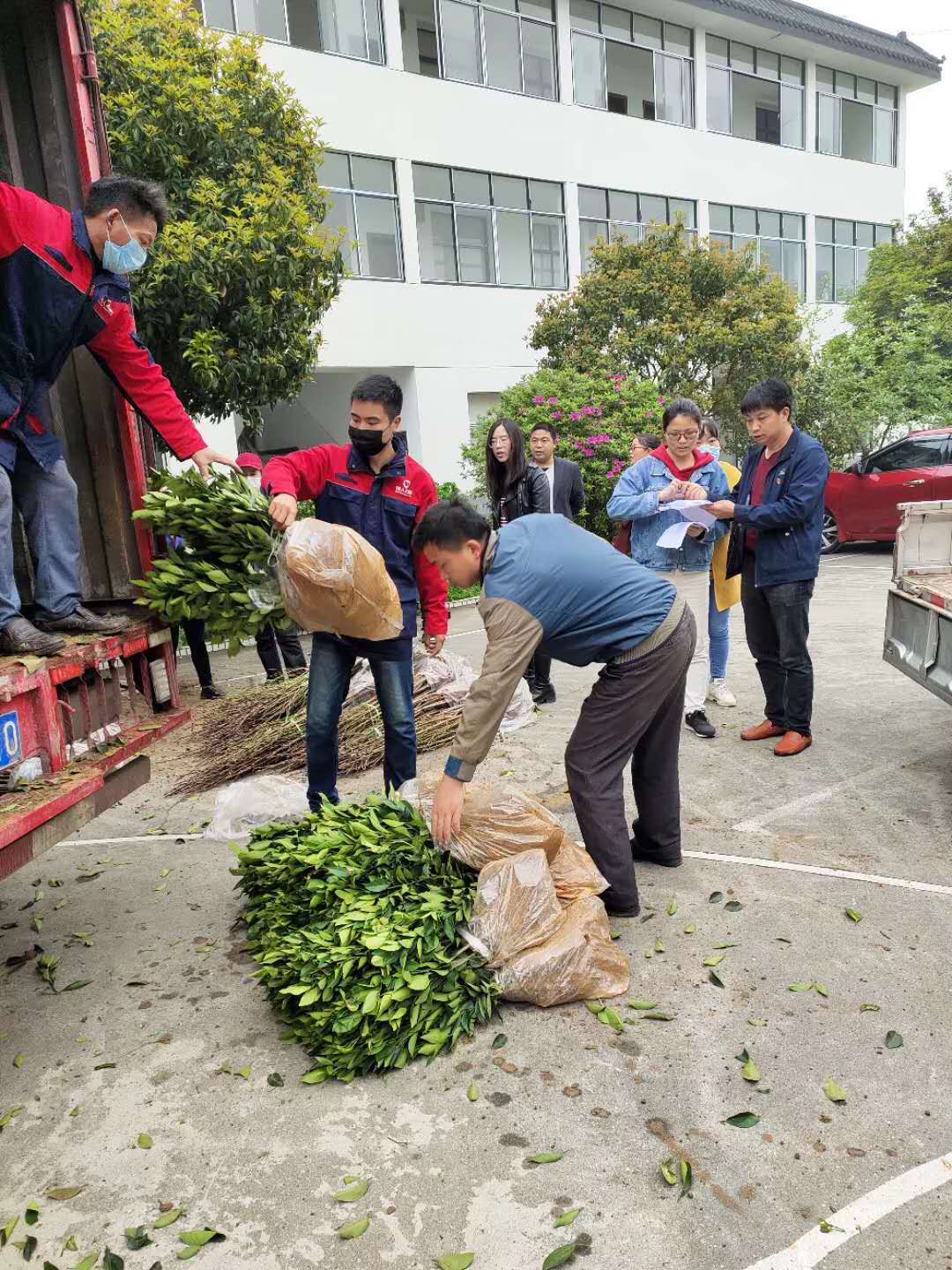 湖南樹人農(nóng)林科技有限公司,湖南柑橘品種銷售,中國果樹網(wǎng),常綠果樹類哪里好