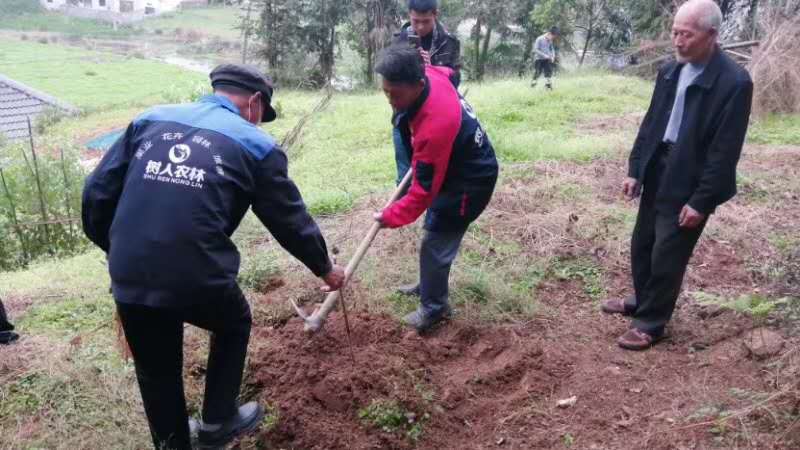 湖南樹人農(nóng)林科技有限公司,湖南柑橘品種銷售,中國果樹網(wǎng),常綠果樹類哪里好