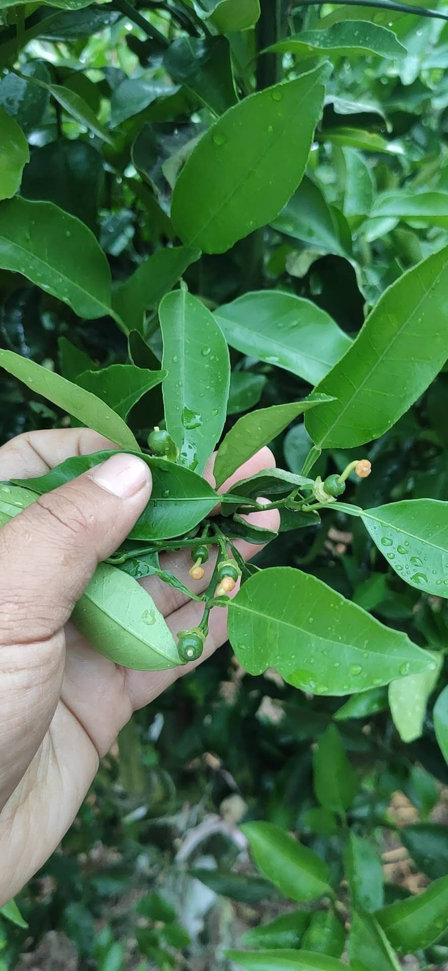 湖南樹(shù)人農(nóng)林科技有限公司,湖南柑橘品種銷(xiāo)售,中國(guó)果樹(shù)網(wǎng),常綠果樹(shù)類(lèi)哪里好 湖南樹(shù)人農(nóng)林科技有限公司,湖南柑橘品種銷(xiāo)售,中國(guó)果樹(shù)網(wǎng),常綠果樹(shù)類(lèi)哪里好