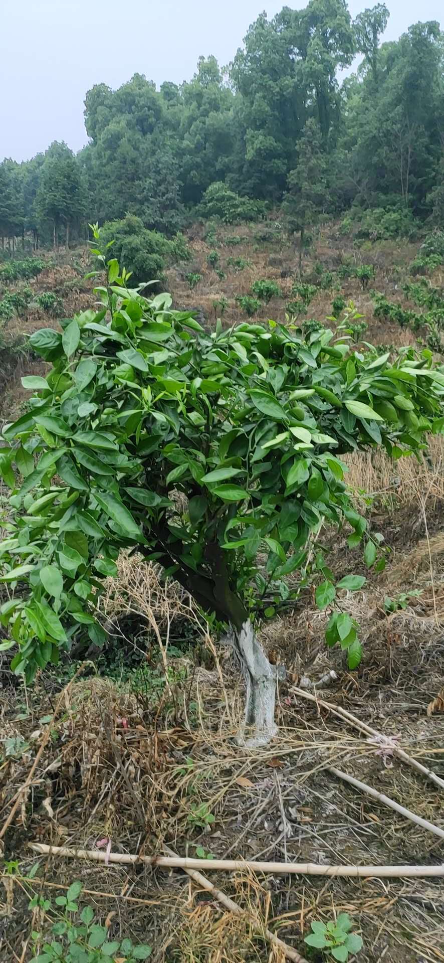 湖南樹(shù)人農(nóng)林科技有限公司,湖南柑橘品種銷(xiāo)售,中國(guó)果樹(shù)網(wǎng),常綠果樹(shù)類(lèi)哪里好 湖南樹(shù)人農(nóng)林科技有限公司,湖南柑橘品種銷(xiāo)售,中國(guó)果樹(shù)網(wǎng),常綠果樹(shù)類(lèi)哪里好