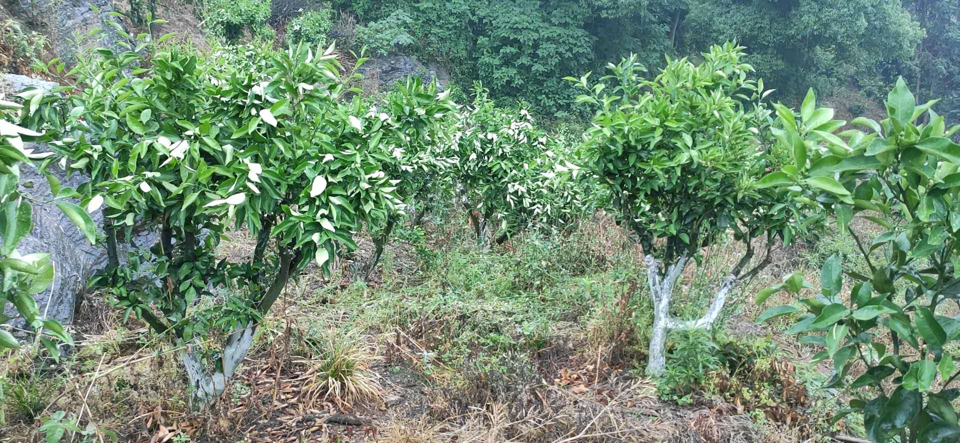 湖南樹(shù)人農(nóng)林科技有限公司,湖南柑橘品種銷(xiāo)售,中國(guó)果樹(shù)網(wǎng),常綠果樹(shù)類(lèi)哪里好 湖南樹(shù)人農(nóng)林科技有限公司,湖南柑橘品種銷(xiāo)售,中國(guó)果樹(shù)網(wǎng),常綠果樹(shù)類(lèi)哪里好