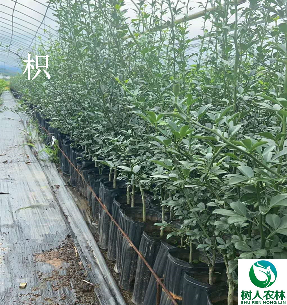 湖南樹(shù)人農(nóng)林科技有限公司,湖南柑橘品種銷(xiāo)售,中國(guó)果樹(shù)網(wǎng),常綠果樹(shù)類(lèi)哪里好