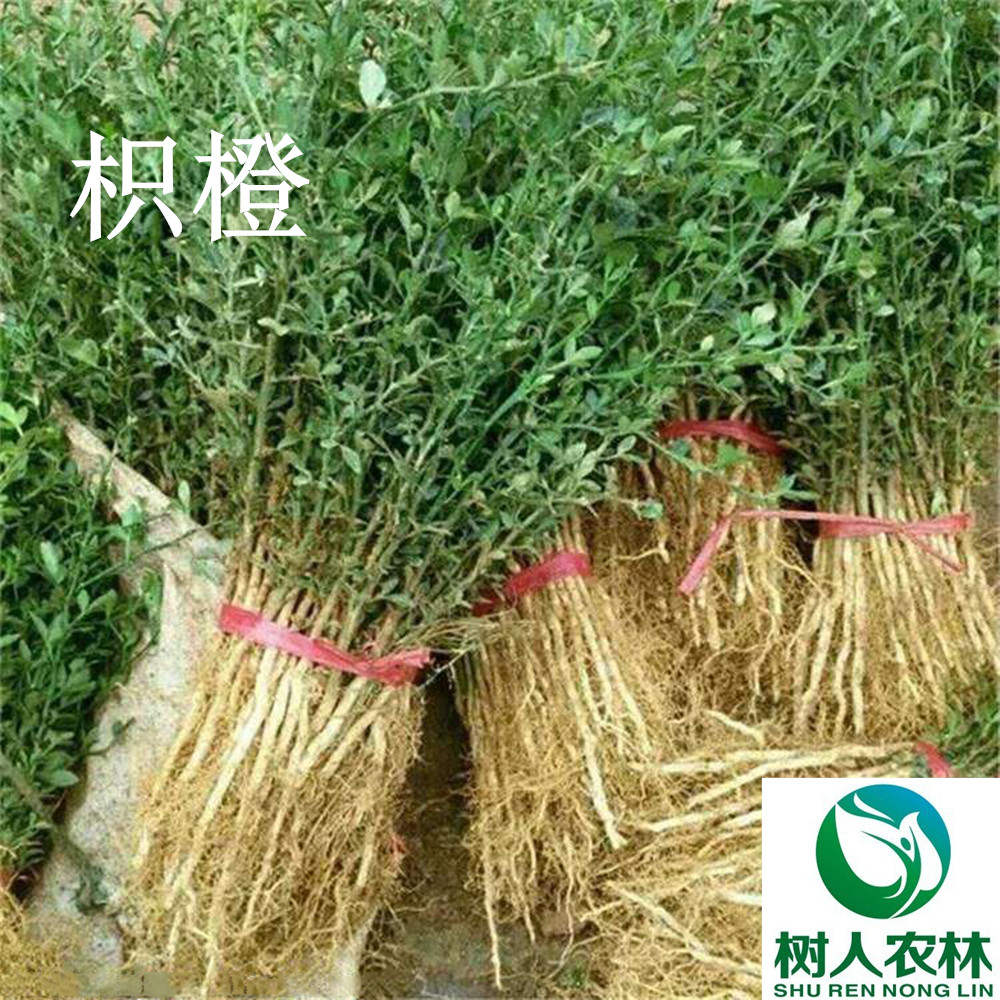 湖南樹(shù)人農(nóng)林科技有限公司,湖南柑橘品種銷(xiāo)售,中國(guó)果樹(shù)網(wǎng),常綠果樹(shù)類(lèi)哪里好