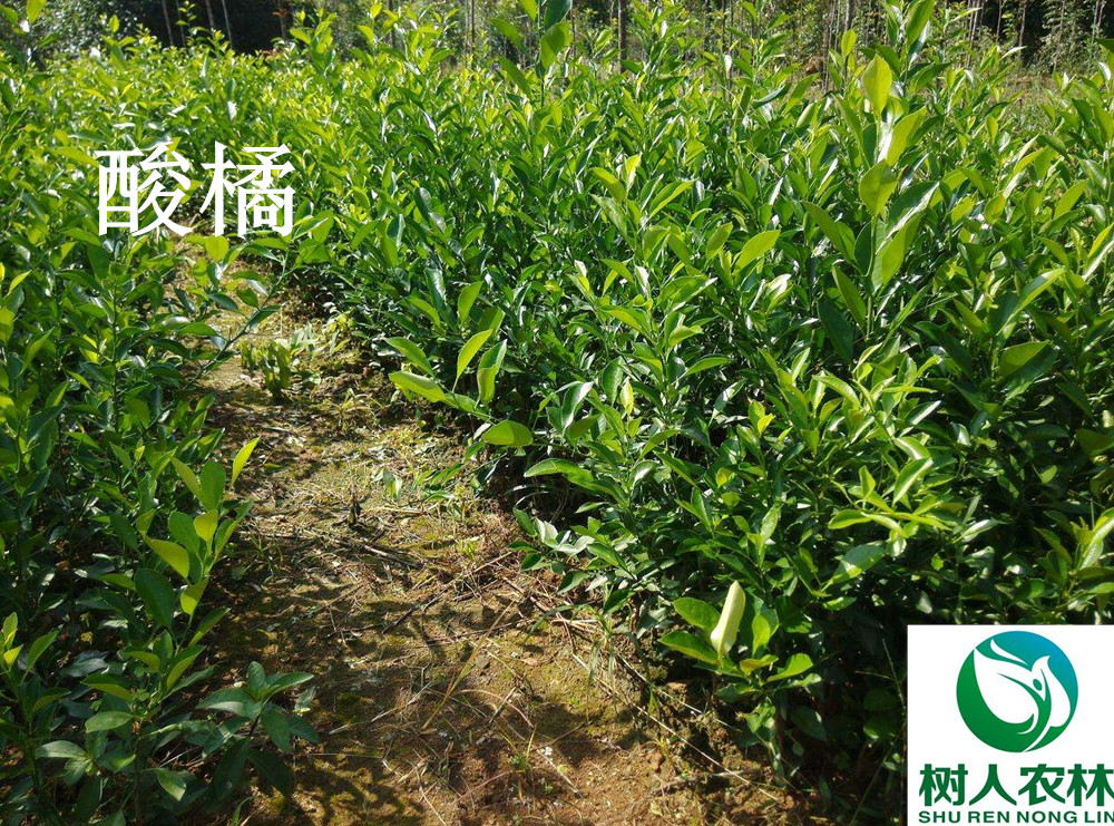 湖南樹(shù)人農(nóng)林科技有限公司,湖南柑橘品種銷(xiāo)售,中國(guó)果樹(shù)網(wǎng),常綠果樹(shù)類(lèi)哪里好