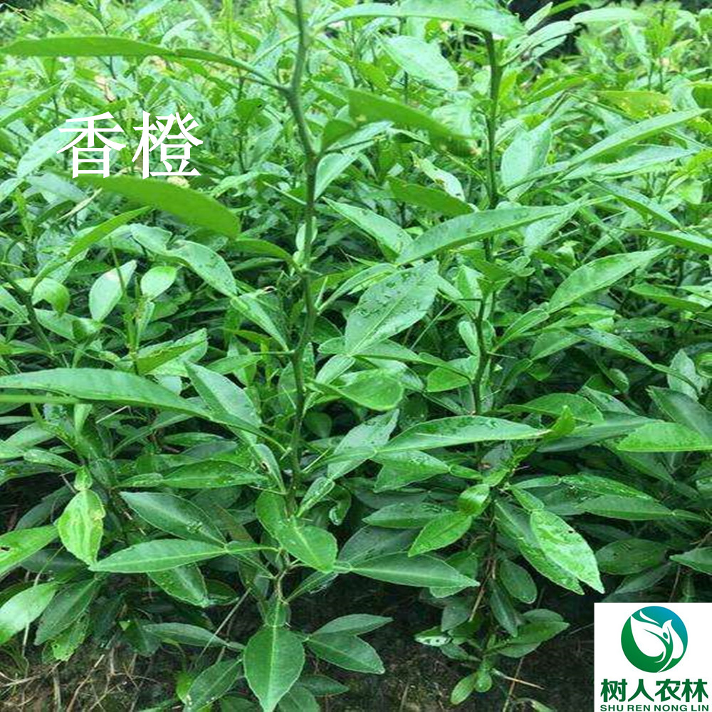 湖南樹(shù)人農(nóng)林科技有限公司,湖南柑橘品種銷(xiāo)售,中國(guó)果樹(shù)網(wǎng),常綠果樹(shù)類(lèi)哪里好