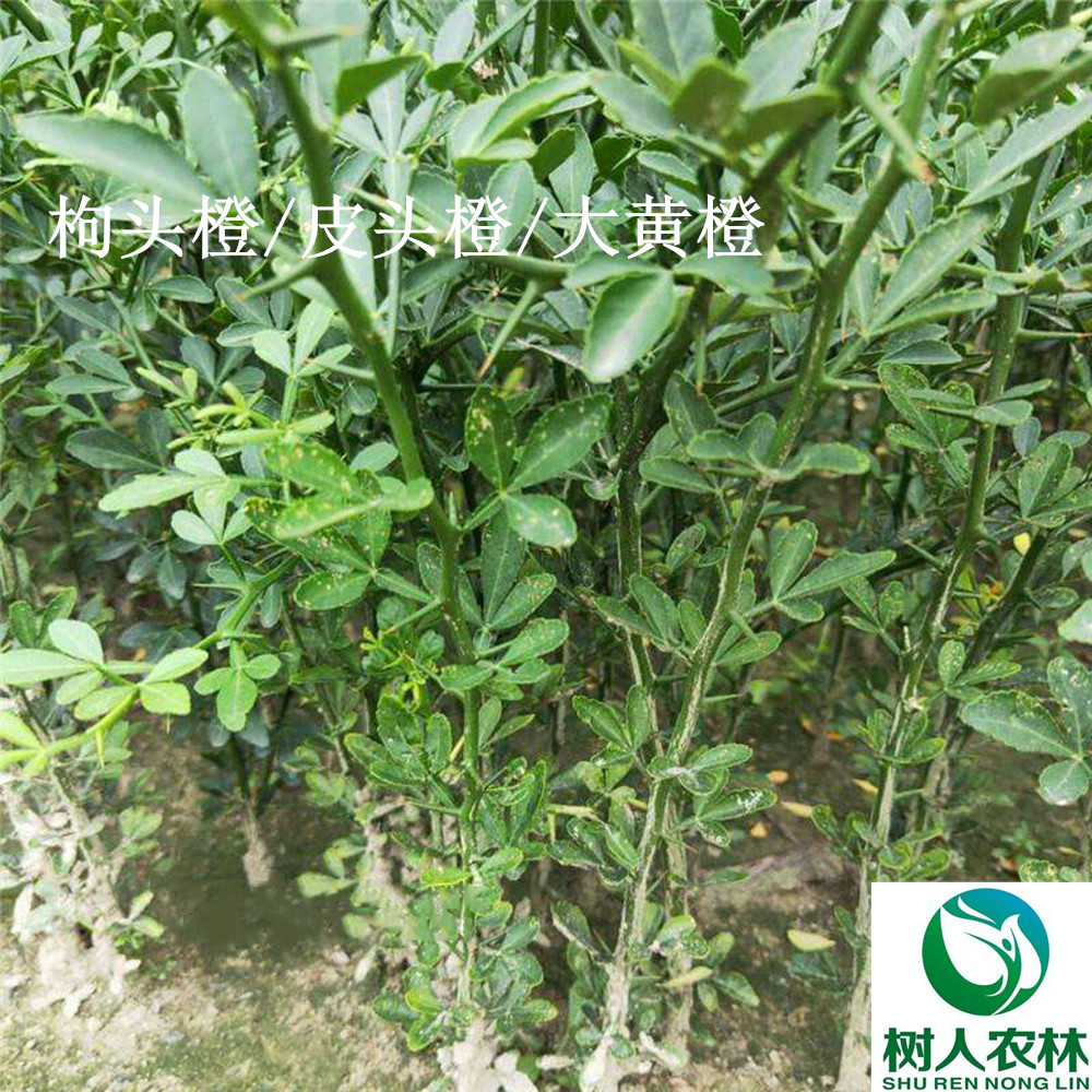 湖南樹(shù)人農(nóng)林科技有限公司,湖南柑橘品種銷(xiāo)售,中國(guó)果樹(shù)網(wǎng),常綠果樹(shù)類(lèi)哪里好