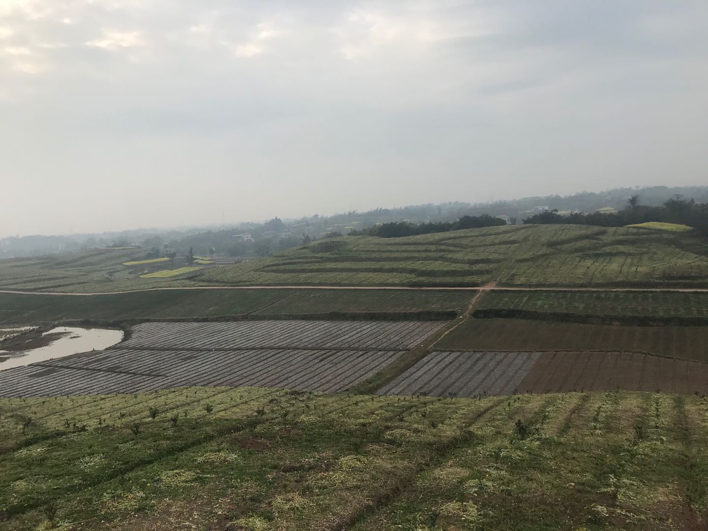 湖南樹人農林科技有限公司,湖南柑橘品種銷售,中國果樹網,常綠果樹類哪里好 湖南樹人農林科技有限公司,湖南柑橘品種銷售,中國果樹網,常綠果樹類哪里好