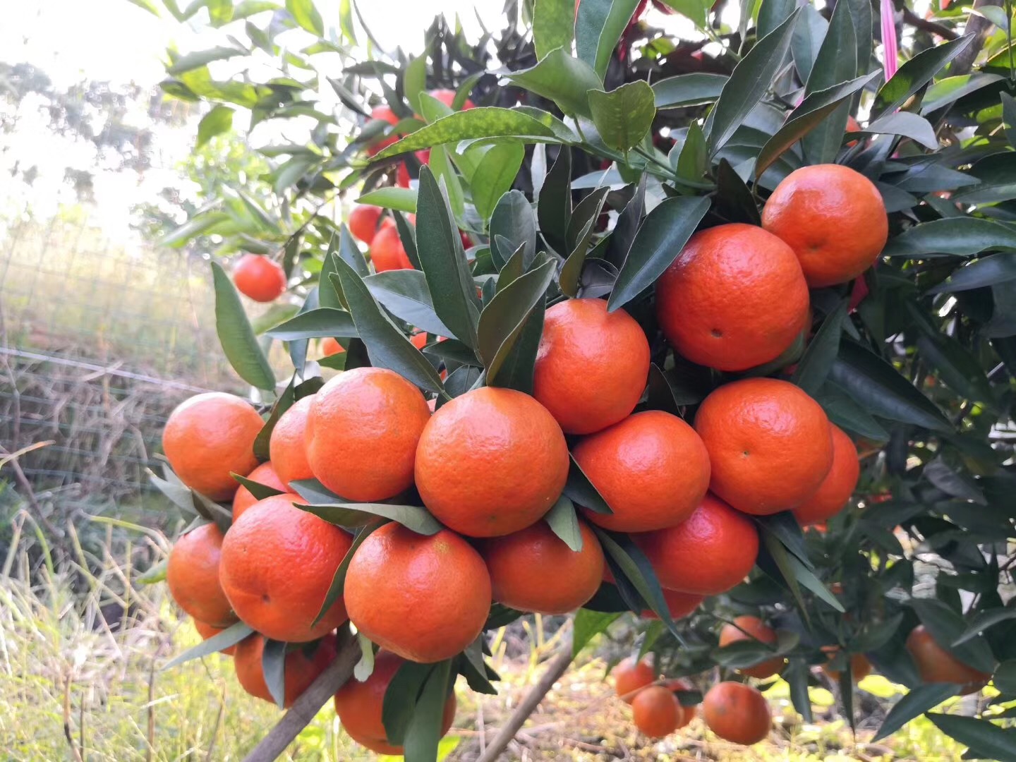 湖南樹人農林科技有限公司,湖南柑橘品種銷售,中國果樹網,常綠果樹類哪里好 湖南樹人農林科技有限公司,湖南柑橘品種銷售,中國果樹網,常綠果樹類哪里好