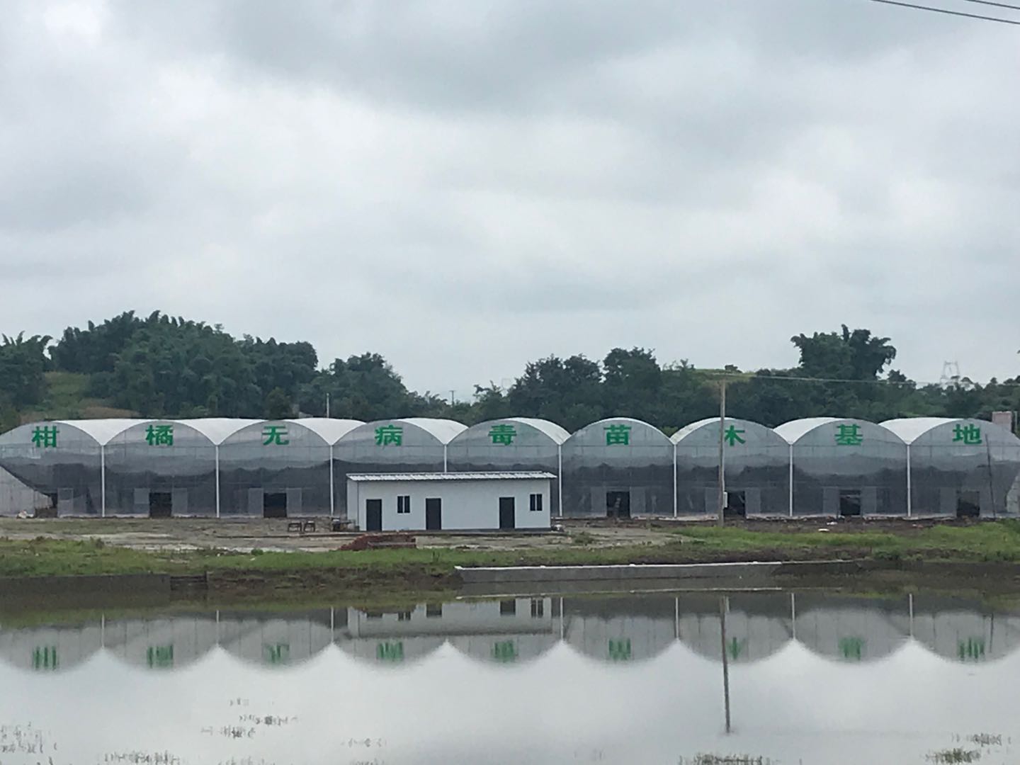 湖南樹人農林科技有限公司,湖南柑橘品種銷售,中國果樹網,常綠果樹類哪里好