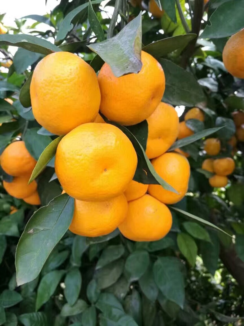 湖南樹(shù)人農(nóng)林科技有限公司,湖南柑橘品種銷售,中國(guó)果樹(shù)網(wǎng),常綠果樹(shù)類哪里好