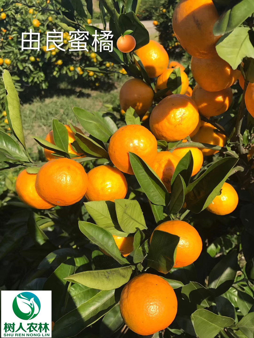 湖南樹(shù)人農(nóng)林科技有限公司,湖南柑橘品種銷售,中國(guó)果樹(shù)網(wǎng),常綠果樹(shù)類哪里好