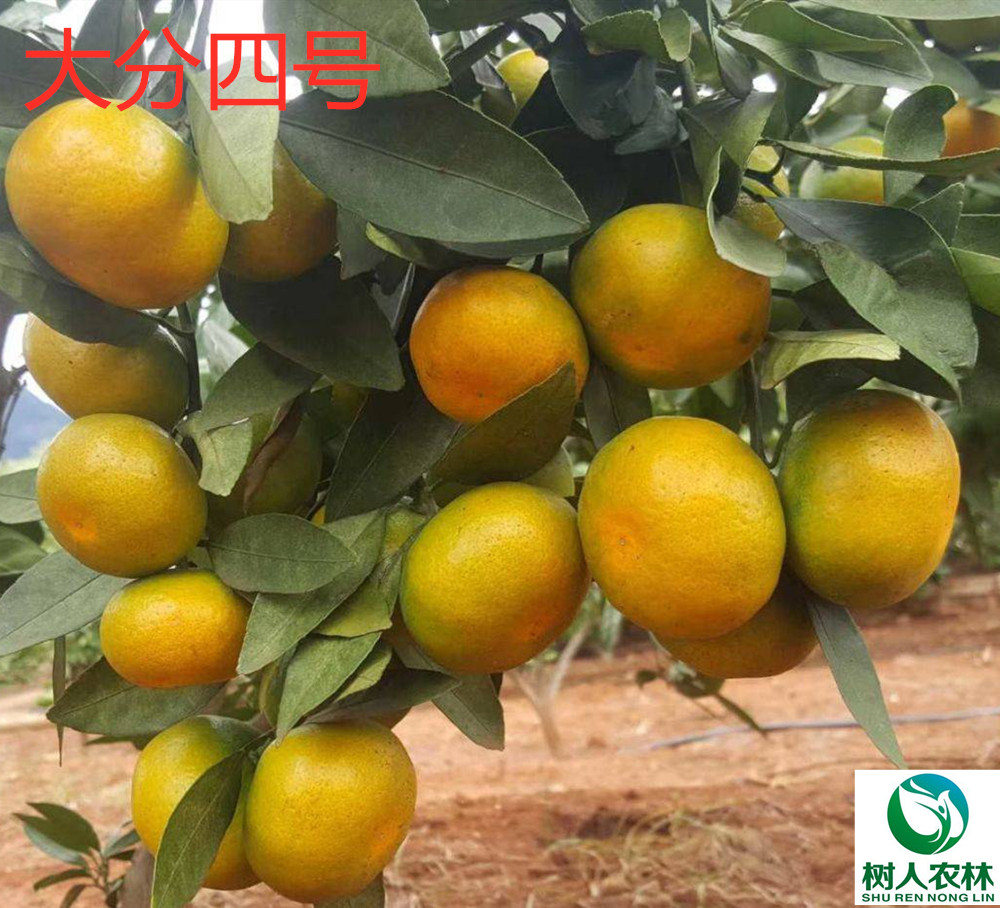 湖南樹(shù)人農(nóng)林科技有限公司,湖南柑橘品種銷售,中國(guó)果樹(shù)網(wǎng),常綠果樹(shù)類哪里好