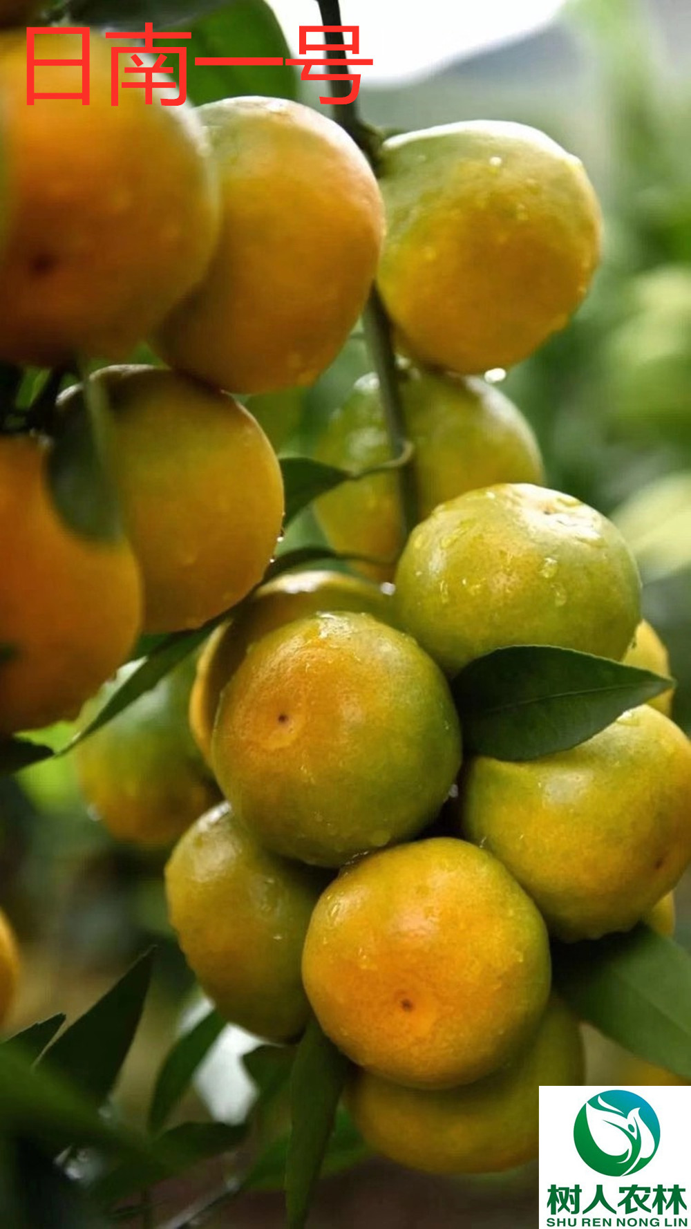 湖南樹(shù)人農(nóng)林科技有限公司,湖南柑橘品種銷售,中國(guó)果樹(shù)網(wǎng),常綠果樹(shù)類哪里好