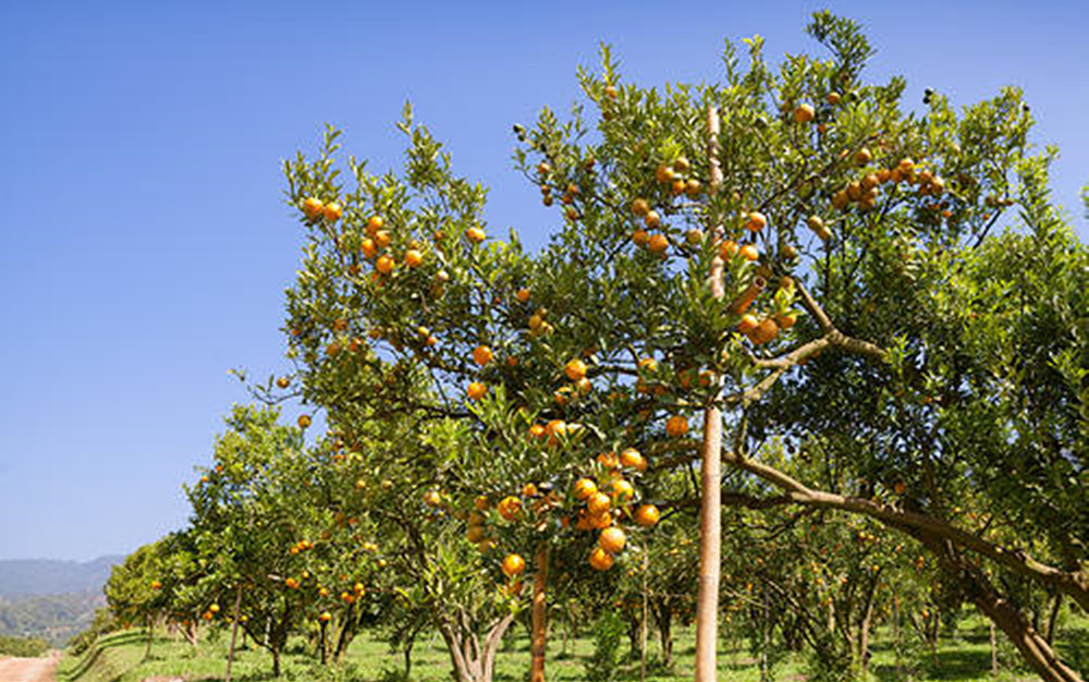 湖南樹(shù)人農(nóng)林科技有限公司,湖南柑橘品種銷售,中國(guó)果樹(shù)網(wǎng),常綠果樹(shù)類哪里好