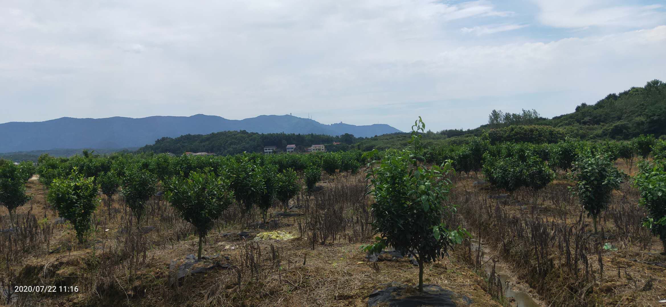 湖南樹(shù)人農(nóng)林科技有限公司,湖南柑橘品種銷售,中國(guó)果樹(shù)網(wǎng),常綠果樹(shù)類哪里好