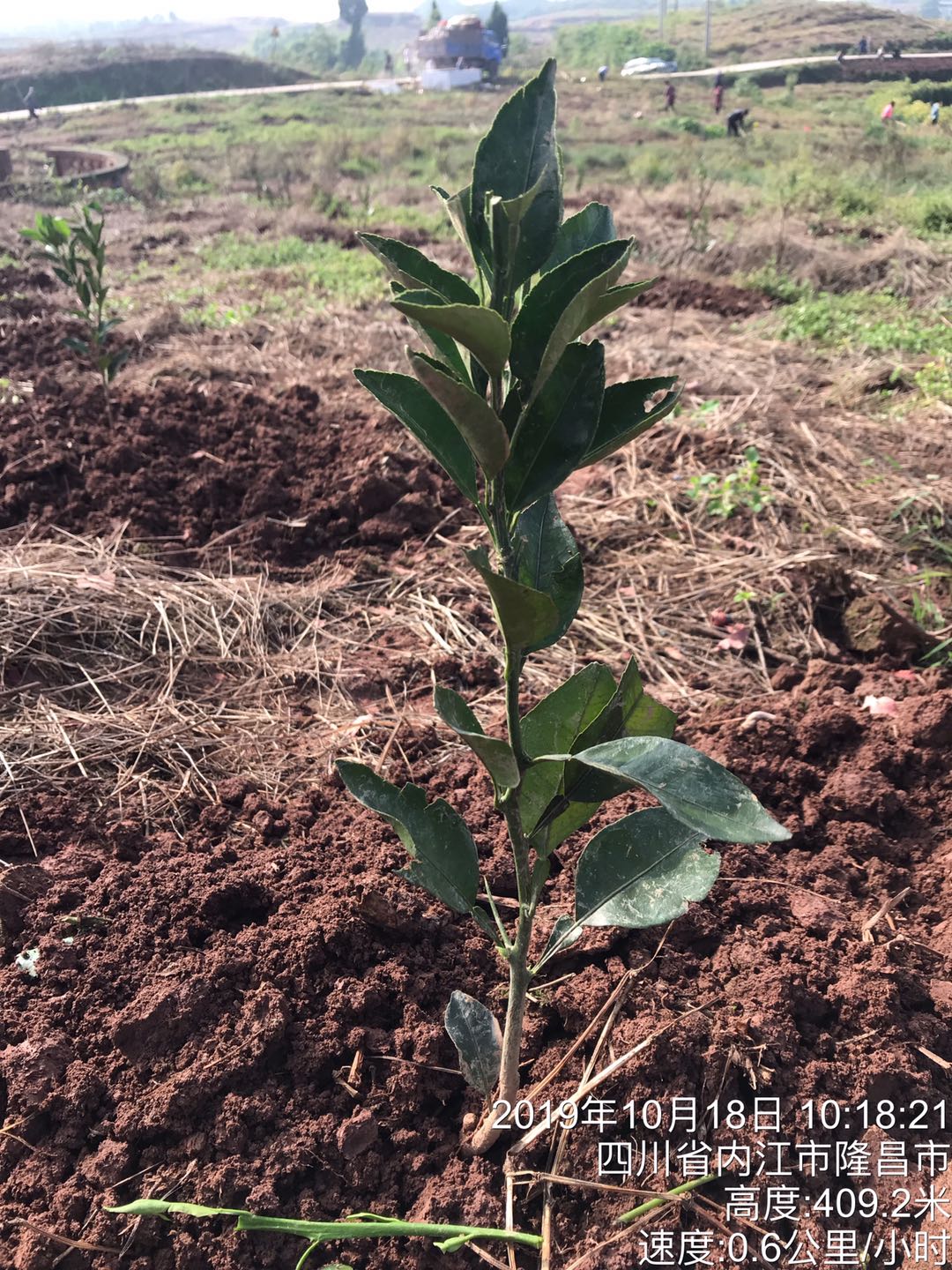 湖南樹(shù)人農(nóng)林科技有限公司,湖南柑橘品種銷售,中國(guó)果樹(shù)網(wǎng),常綠果樹(shù)類哪里好