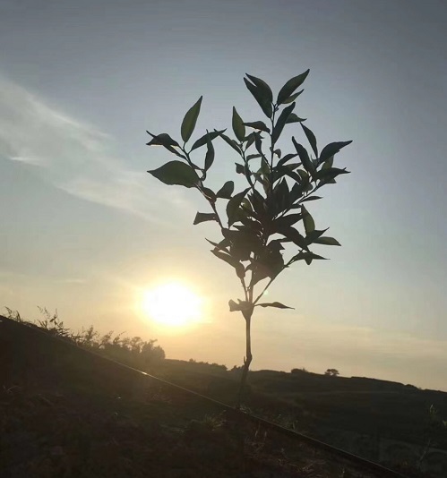 湖南樹(shù)人農(nóng)林科技有限公司,湖南柑橘品種銷售,中國(guó)果樹(shù)網(wǎng),常綠果樹(shù)類哪里好