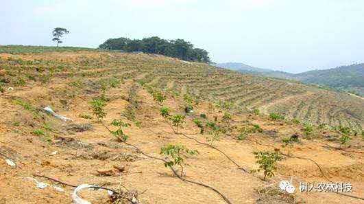 湖南樹(shù)人農(nóng)林科技有限公司,湖南柑橘品種銷售,中國(guó)果樹(shù)網(wǎng),常綠果樹(shù)類哪里好