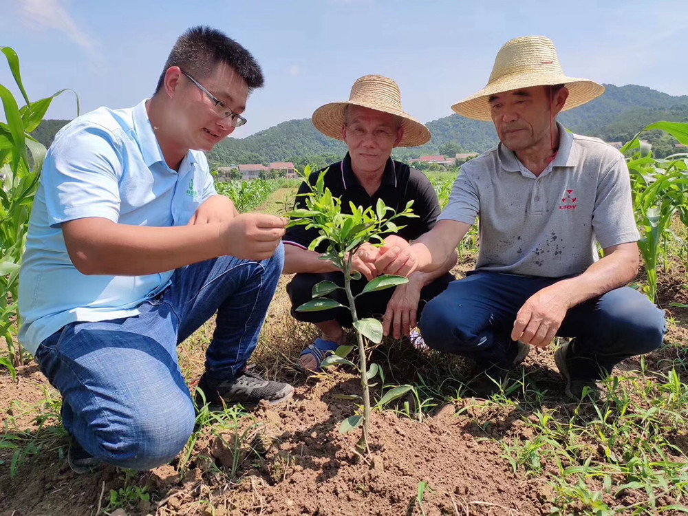 湖南樹(shù)人農(nóng)林科技有限公司,湖南柑橘品種銷售,中國(guó)果樹(shù)網(wǎng),常綠果樹(shù)類哪里好