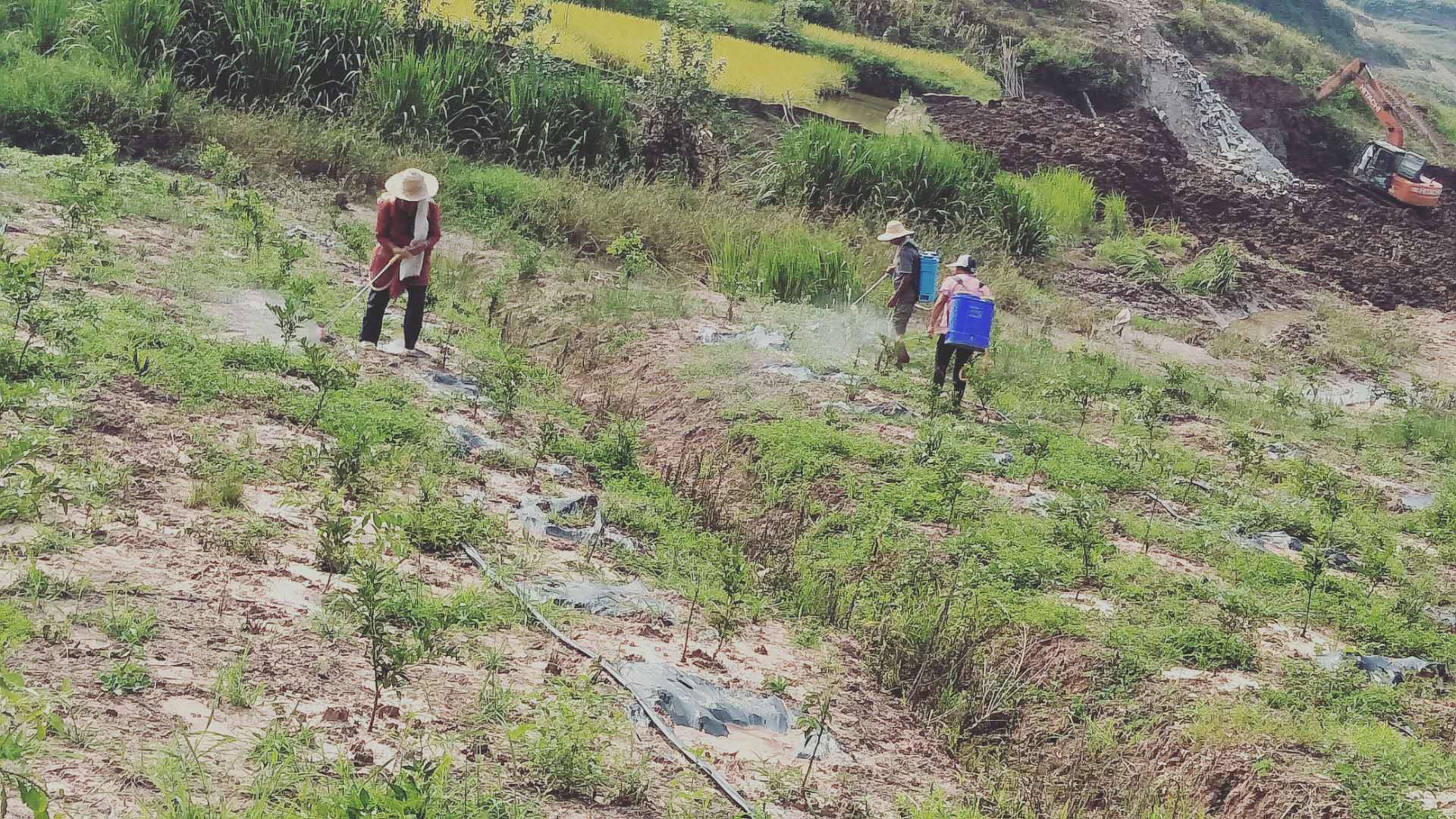 湖南樹(shù)人農(nóng)林科技有限公司,湖南柑橘品種銷售,中國(guó)果樹(shù)網(wǎng),常綠果樹(shù)類哪里好