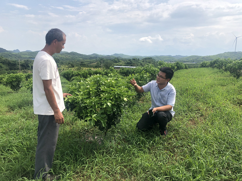 湖南樹(shù)人農(nóng)林科技有限公司,湖南柑橘品種銷售,中國(guó)果樹(shù)網(wǎng),常綠果樹(shù)類哪里好