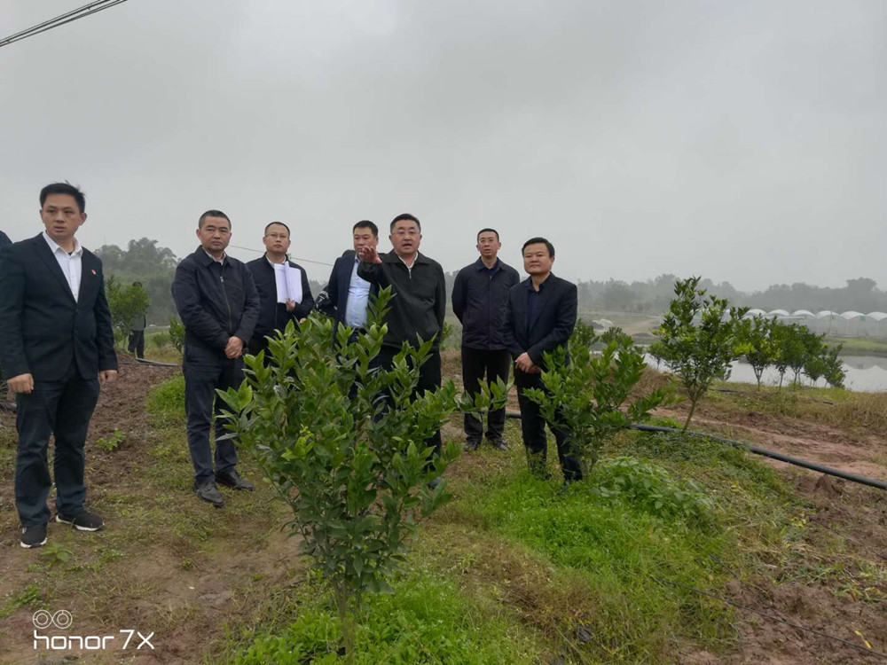 湖南樹人農(nóng)林科技有限公司,湖南柑橘品種銷售,中國(guó)果樹網(wǎng),常綠果樹類哪里好