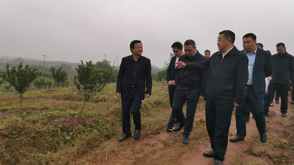 湖南樹人農(nóng)林科技有限公司,湖南柑橘品種銷售,中國(guó)果樹網(wǎng),常綠果樹類哪里好