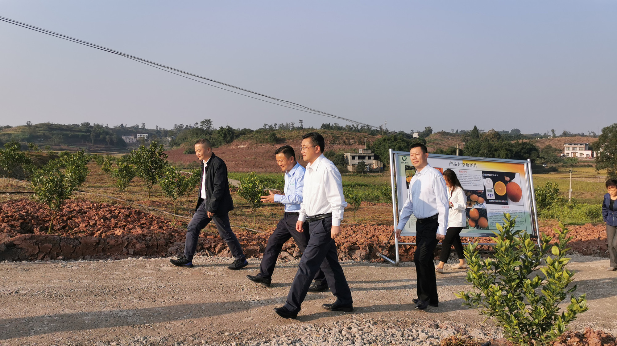 湖南樹人農(nóng)林科技有限公司,湖南柑橘品種銷售,中國果樹網(wǎng),常綠果樹類哪里好 湖南樹人農(nóng)林科技有限公司,湖南柑橘品種銷售,中國果樹網(wǎng),常綠果樹類哪里好