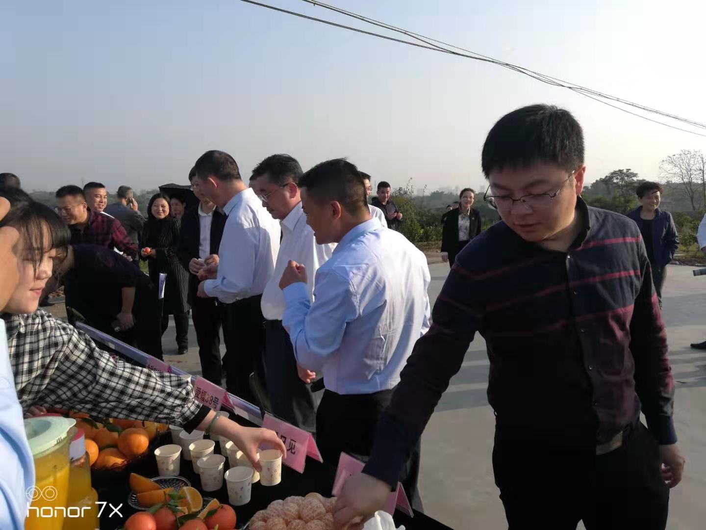 湖南樹人農(nóng)林科技有限公司,湖南柑橘品種銷售,中國果樹網(wǎng),常綠果樹類哪里好 湖南樹人農(nóng)林科技有限公司,湖南柑橘品種銷售,中國果樹網(wǎng),常綠果樹類哪里好