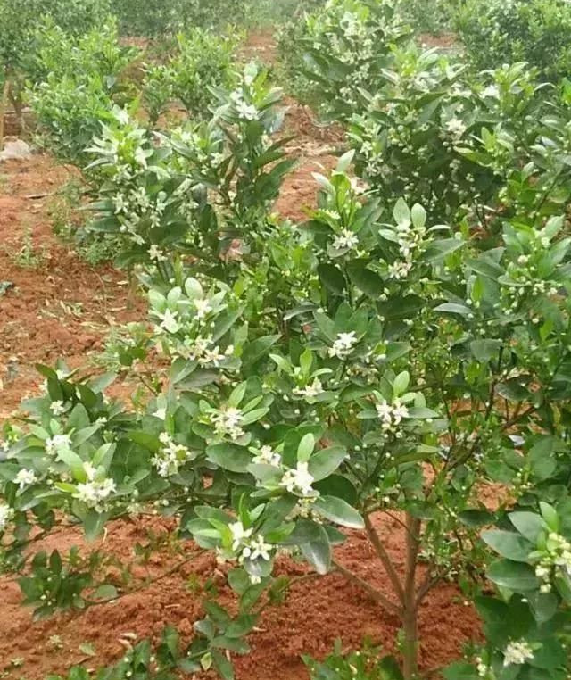 湖南樹人農(nóng)林科技有限公司,湖南柑橘品種銷售,中國果樹網(wǎng),常綠果樹類哪里好 湖南樹人農(nóng)林科技有限公司,湖南柑橘品種銷售,中國果樹網(wǎng),常綠果樹類哪里好