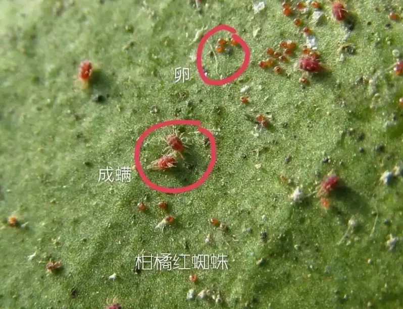 湖南樹人農(nóng)林科技有限公司,湖南柑橘品種銷售,中國果樹網(wǎng),常綠果樹類哪里好 湖南樹人農(nóng)林科技有限公司,湖南柑橘品種銷售,中國果樹網(wǎng),常綠果樹類哪里好