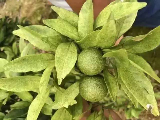 湖南樹人農(nóng)林科技有限公司,湖南柑橘品種銷售,中國果樹網(wǎng),常綠果樹類哪里好 湖南樹人農(nóng)林科技有限公司,湖南柑橘品種銷售,中國果樹網(wǎng),常綠果樹類哪里好