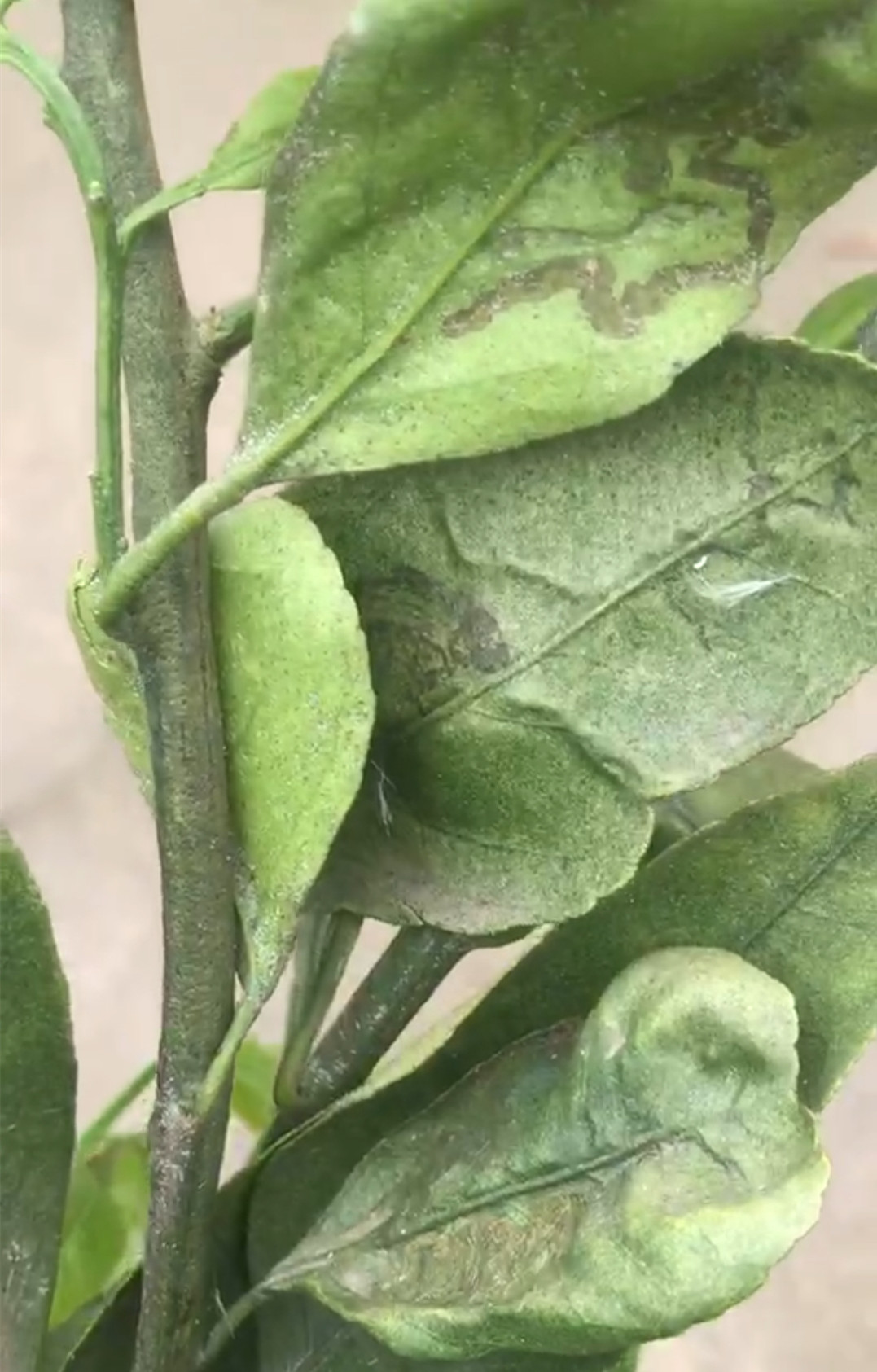 湖南樹人農(nóng)林科技有限公司,湖南柑橘品種銷售,中國果樹網(wǎng),常綠果樹類哪里好 湖南樹人農(nóng)林科技有限公司,湖南柑橘品種銷售,中國果樹網(wǎng),常綠果樹類哪里好