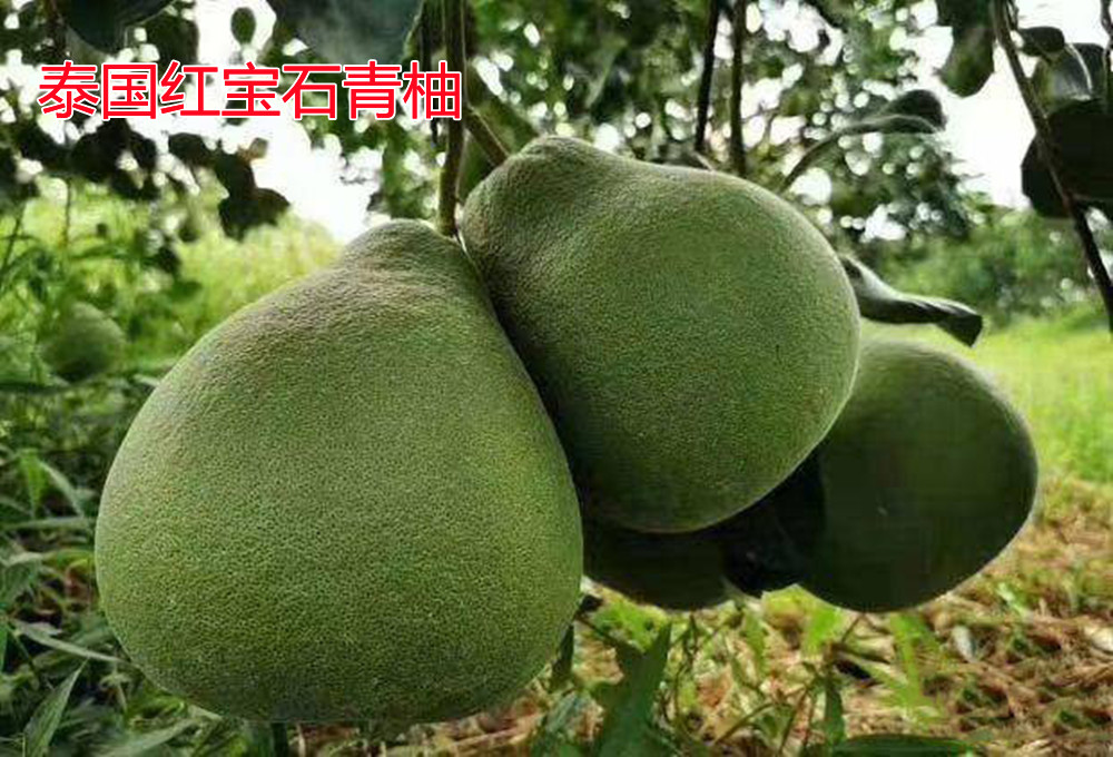 湖南樹人農(nóng)林科技有限公司,湖南柑橘品種銷售,中國果樹網(wǎng),常綠果樹類哪里好